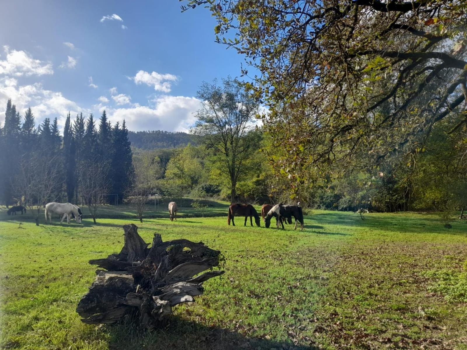 La Casella Antico Feudo Di Campagna Ficulle Exterior foto